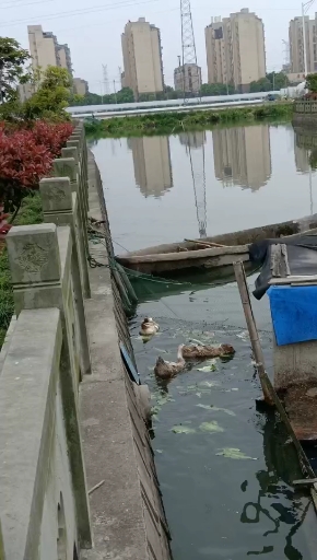 这些鸭在池塘里戏水真可爱!