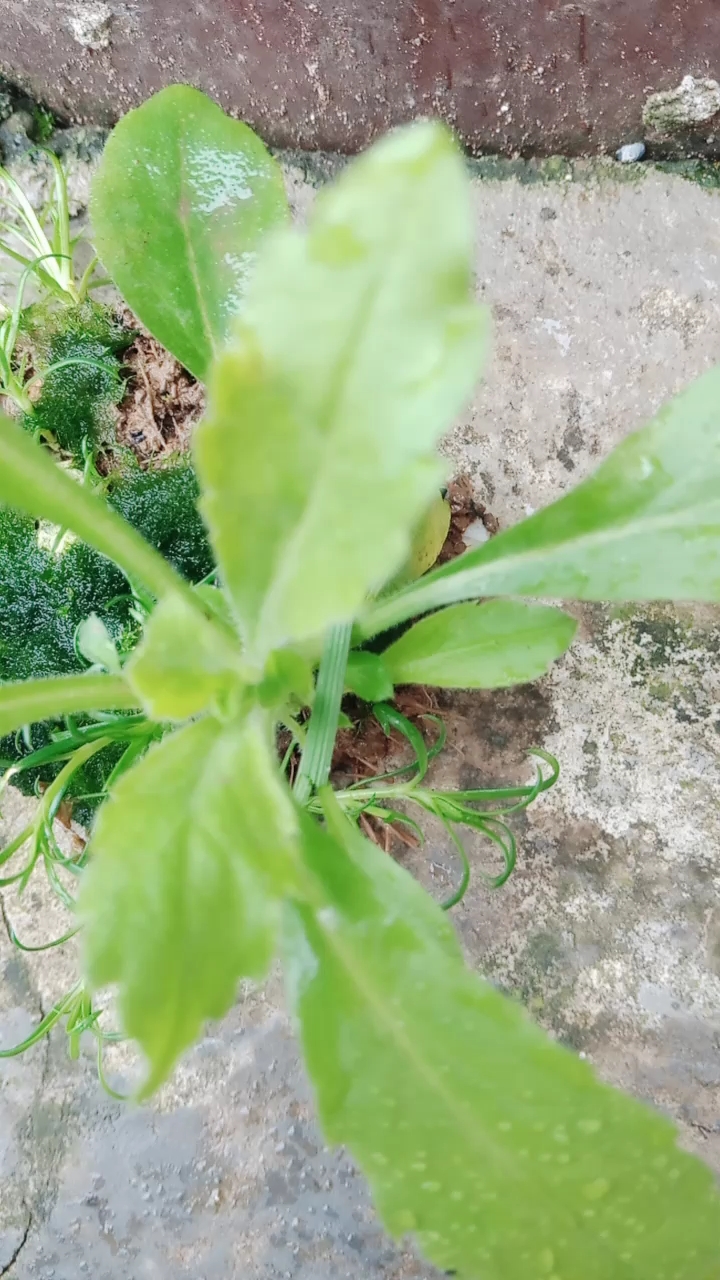 这野草叫什么,谁知道告诉我!