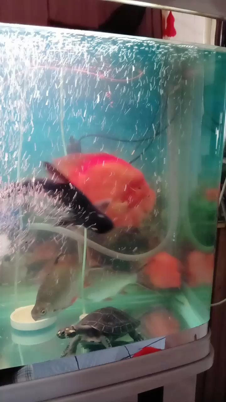 蓝鲨长的真快