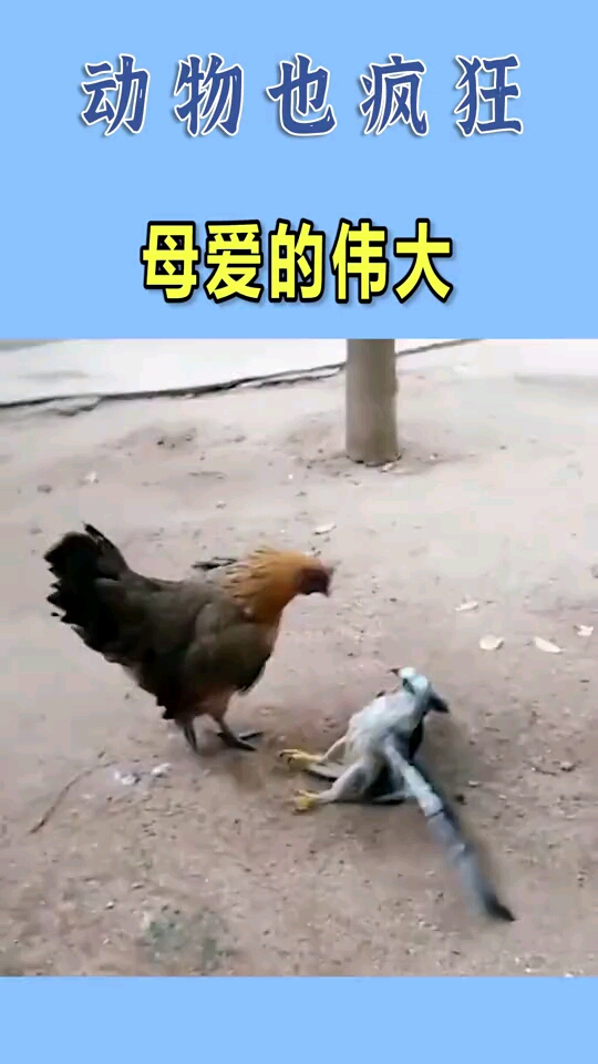 鸡妈妈护小鸡成功赶走老鹰,母爱好伟大