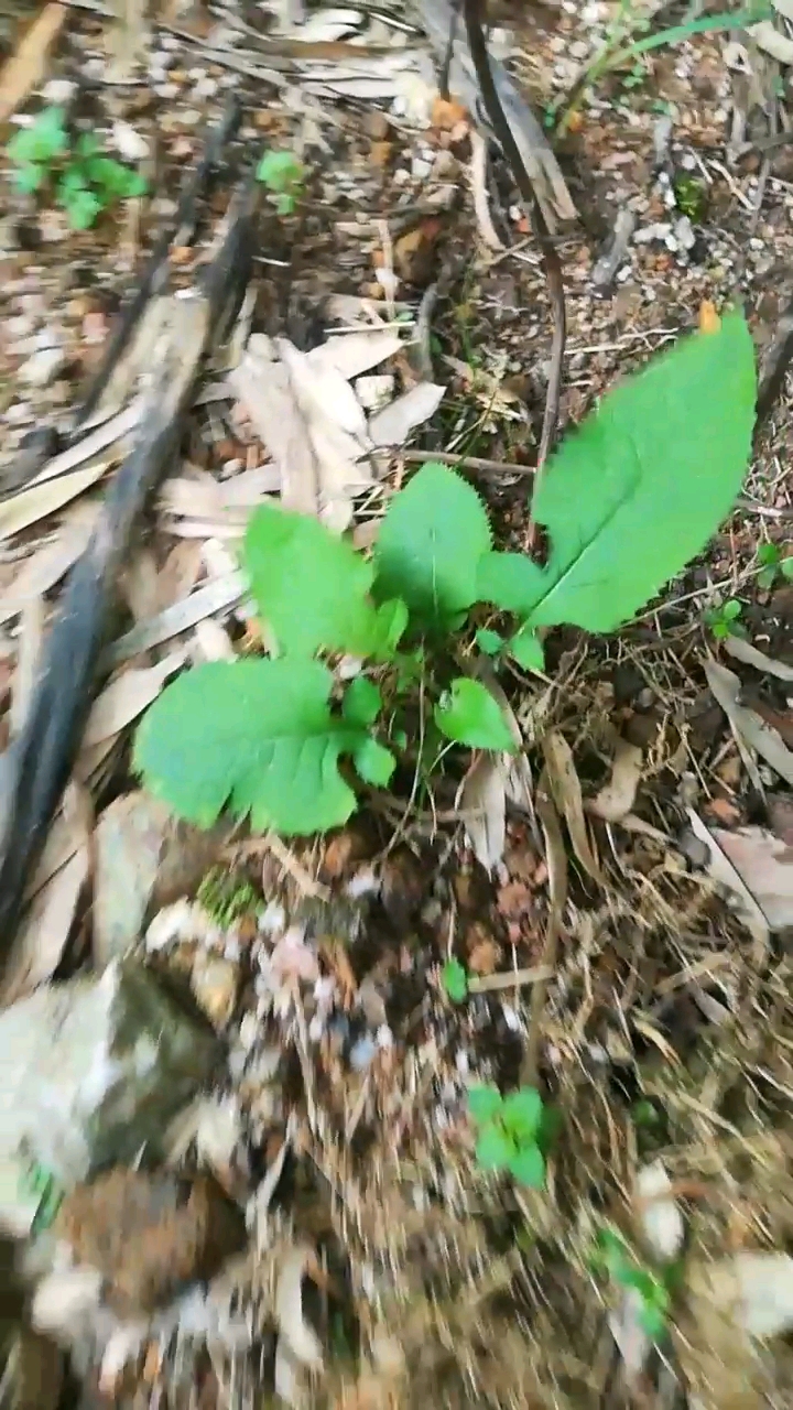 大叶菜,野菜,你们吃过吗