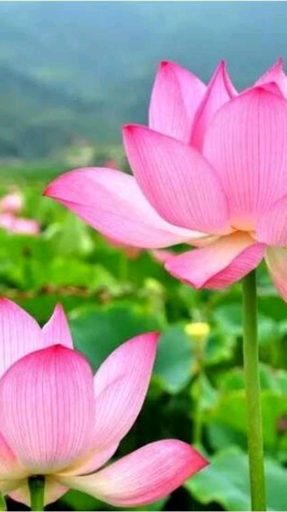 分享视频