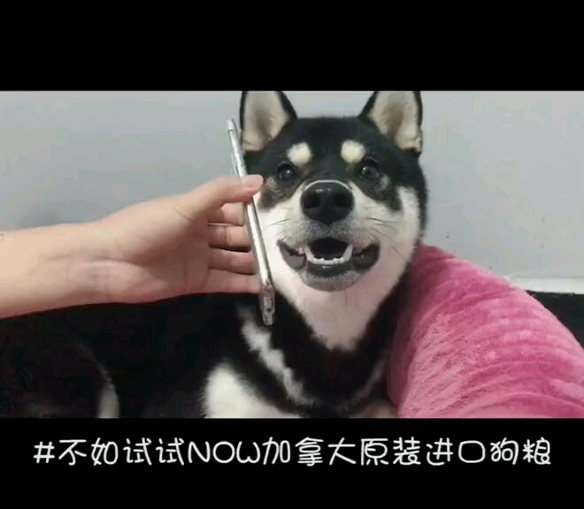 #NOW_FRESH  #NOW主子的御膳来了 你们有发现鸡排换头像了吗