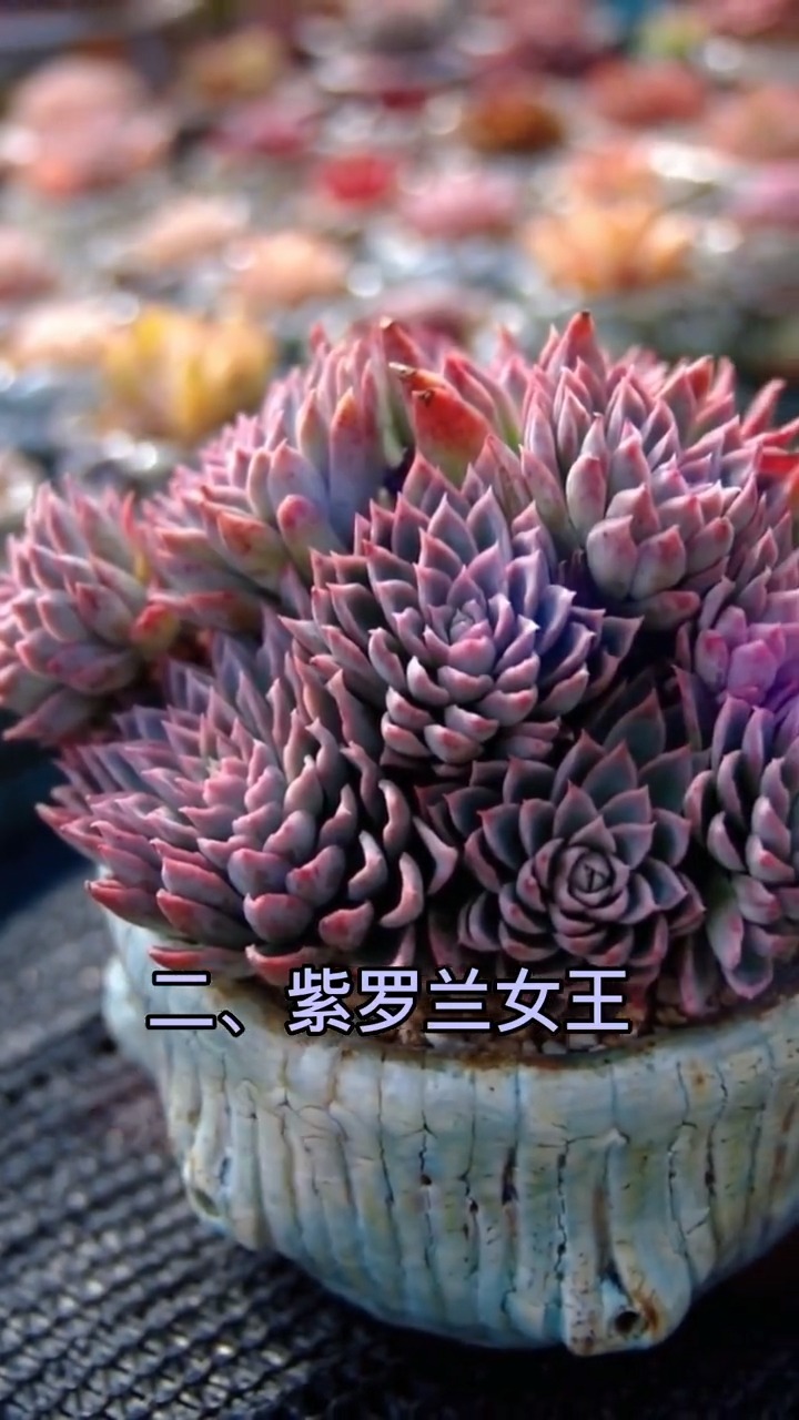 这10种紫色系多肉,都太美了!
