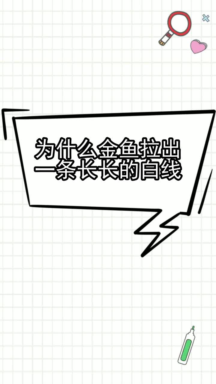 为什么金鱼拉出一条长长的白线,你学会了吗