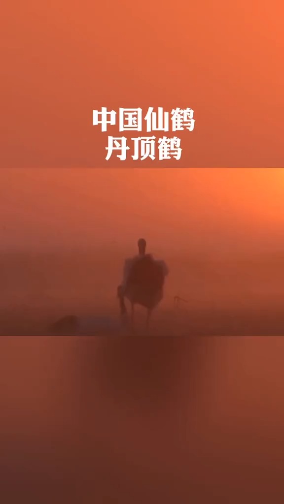 #动物世界#中国仙鹤 丹顶鹤种群已恢复 深深融入我国文化 象征着吉祥、长寿