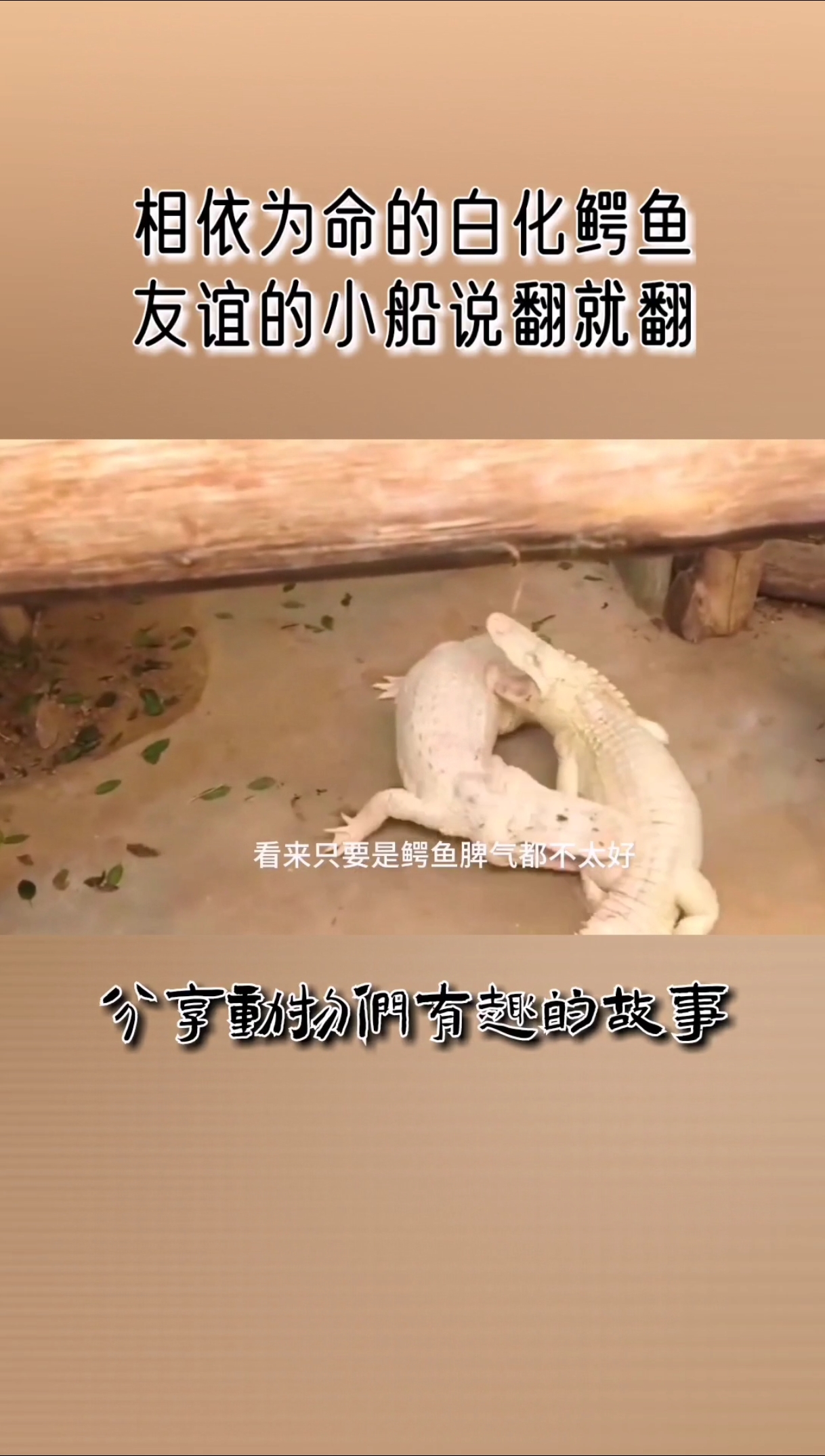 #动物世界#罕见白化鳄鱼,脾气也很混蛋