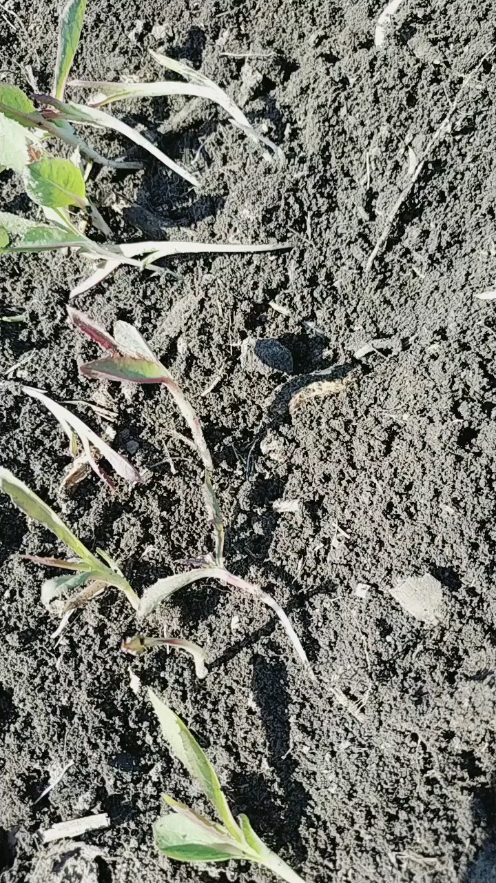 #夏日穿搭#看看这起麻菜长的多水灵