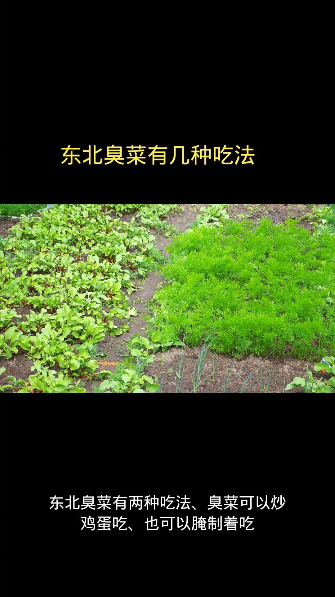 东北臭菜有几种吃法