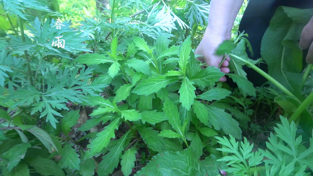 #舌尖上的乡村美食#凉拌野菜—鱼鳅串,你有吃过吗?