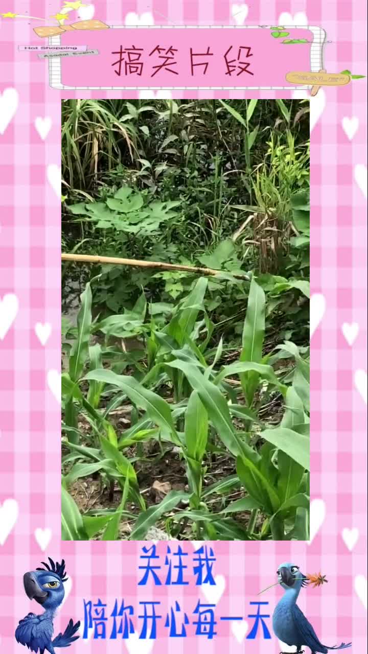 不愧是叉鱼高手,如此隐蔽的地方,叉到足足8斤的鱼!,搞笑视频