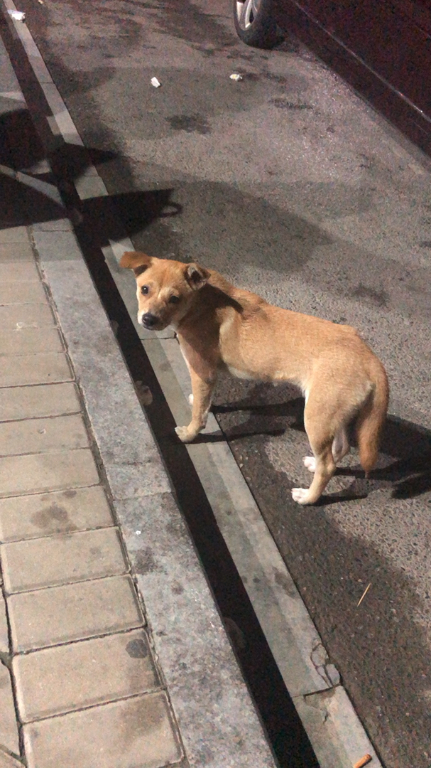 可爱的小黄狗