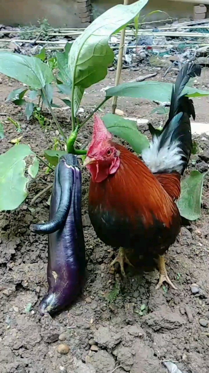 #可爱到爆了#哈哈哈!好漂亮的大公鸡