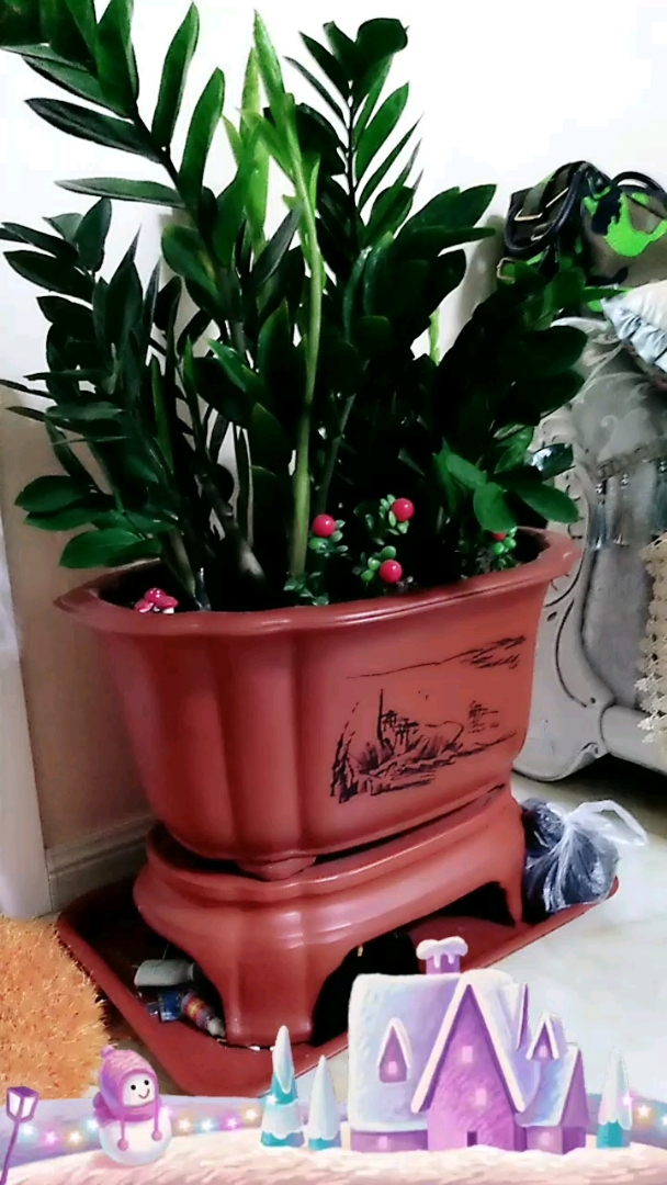 钱串子花,发新芽了!要发财了!