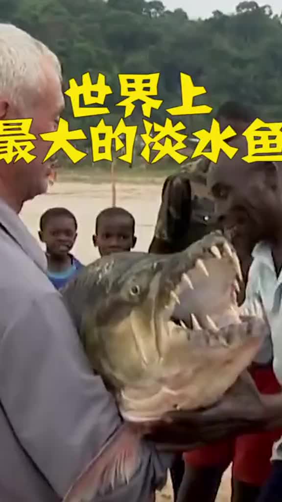 #奇闻趣事抢先看#世界上最大的淡水鱼,连鳄鱼都不放过