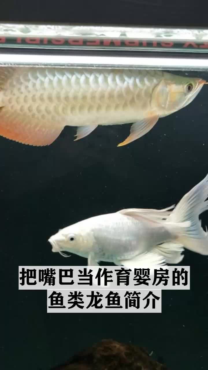 把嘴巴当作育婴房的鱼类龙鱼简介