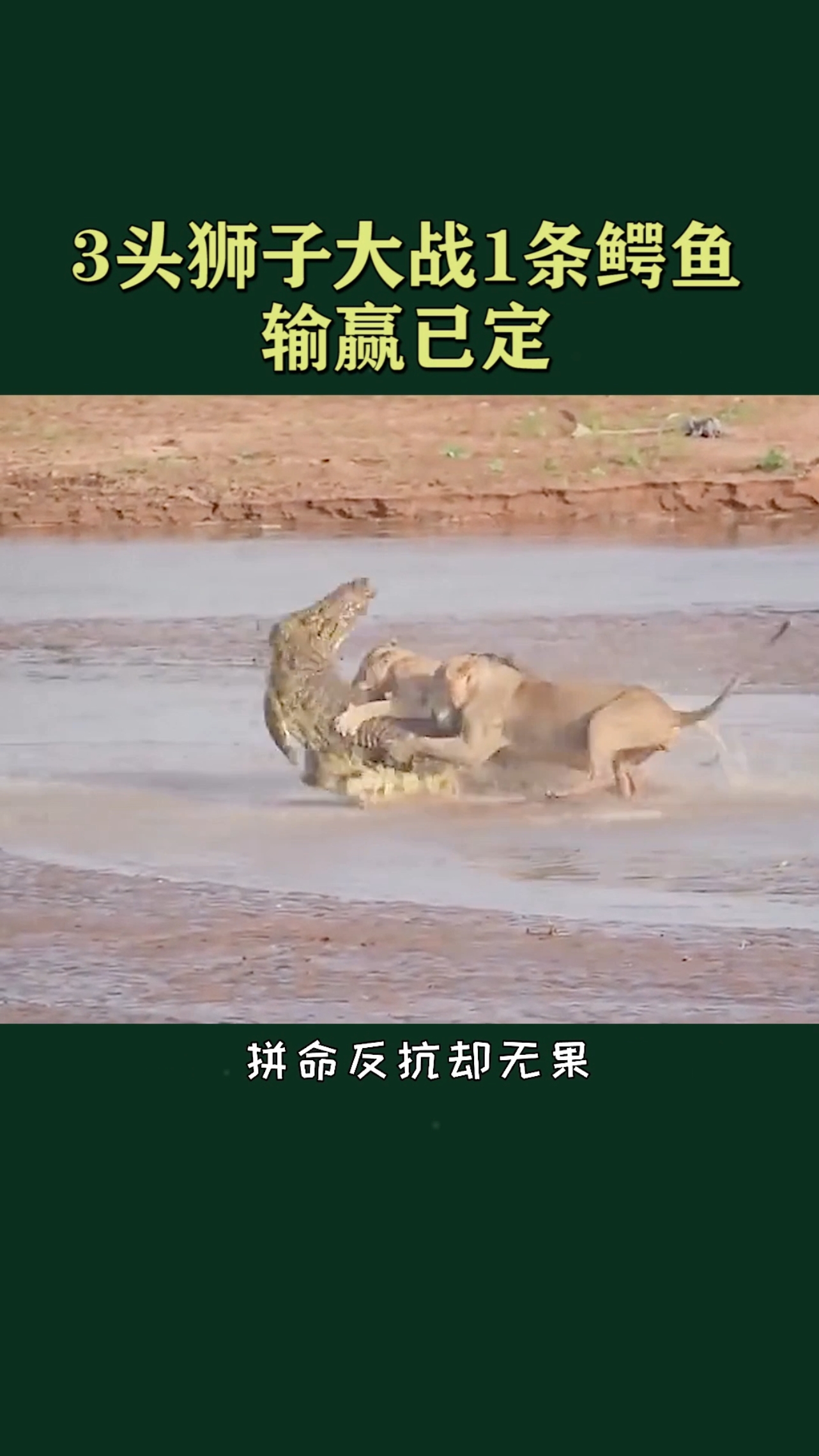 三头狮子大战一条鳄鱼,很明显的输赢已成定局