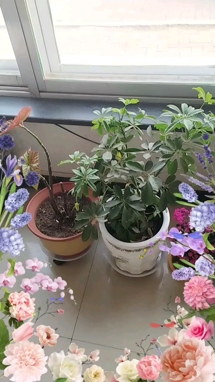 分享视频