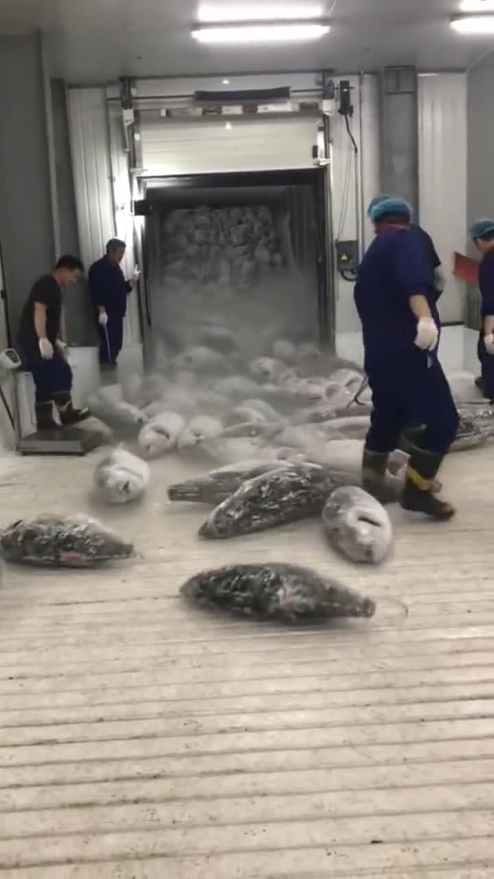 就这个金枪鱼,冻成这个模样,这还能吃吗?