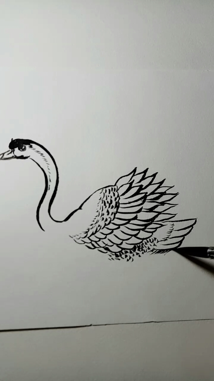 #一看就会的白描画#天鹅白描教程