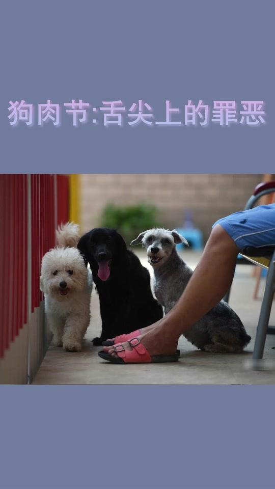 有人说民俗无罪,有人说残忍应该废除,你怎么看?#抵制玉林狗肉节 #狗