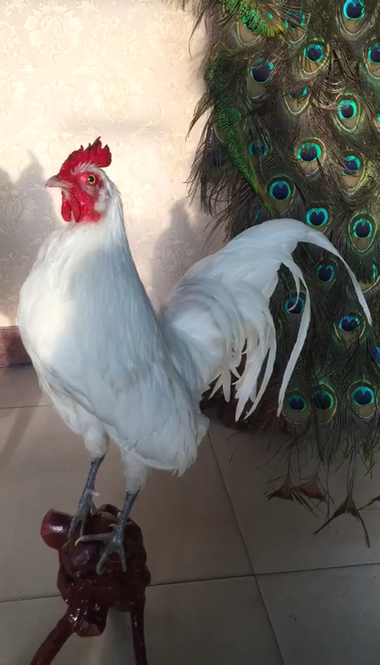 大公鸡标本