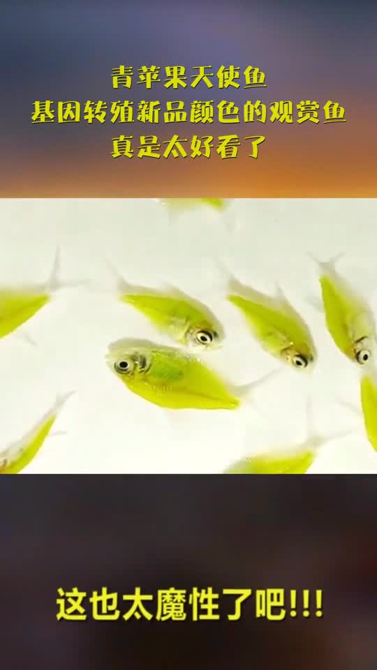 青苹果天使鱼,基因转殖新品颜色的观赏鱼,真是太好看了