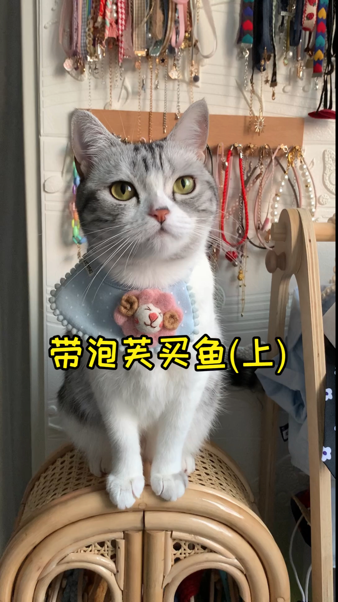 带泡芙去买鱼 本来想给新家增添一点人气 结果……