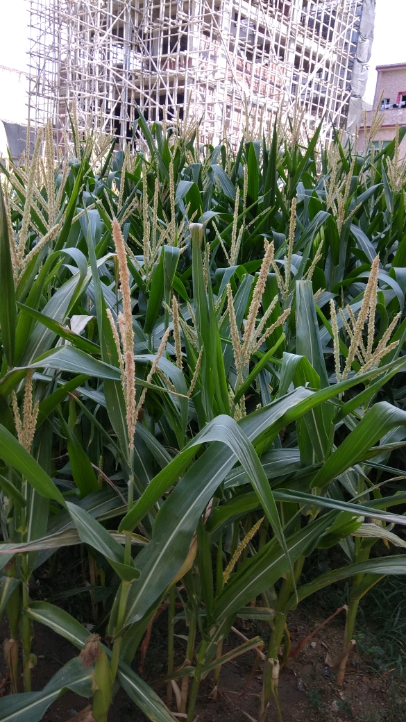 菜园和玉米树