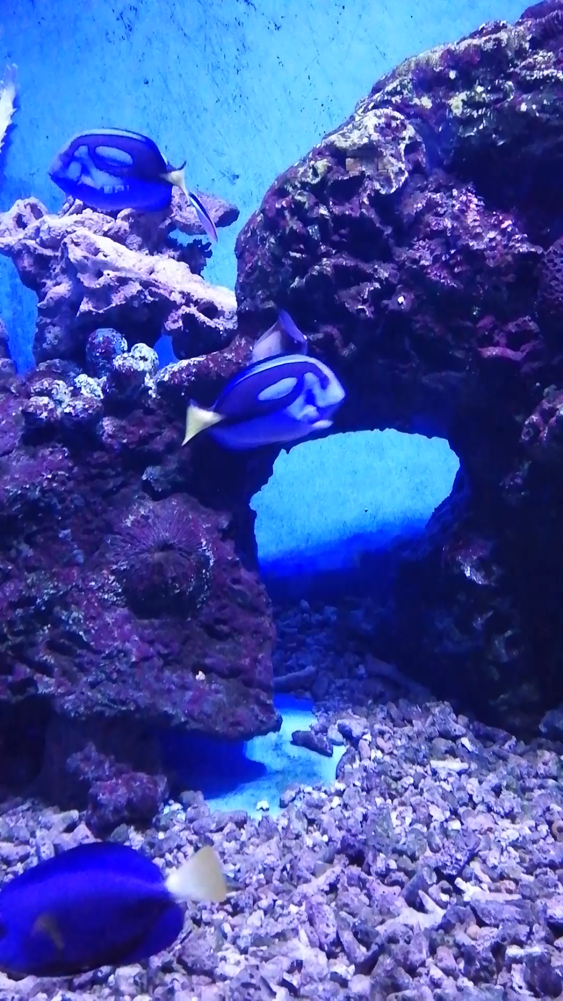 #海洋生物#刺尾鱼