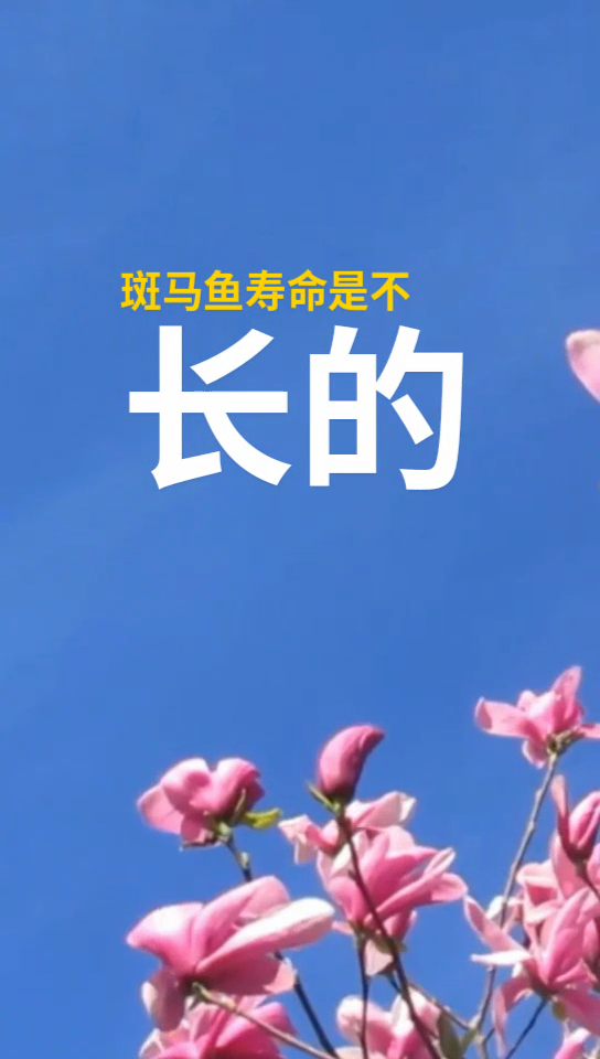 斑马鱼的寿命有多长