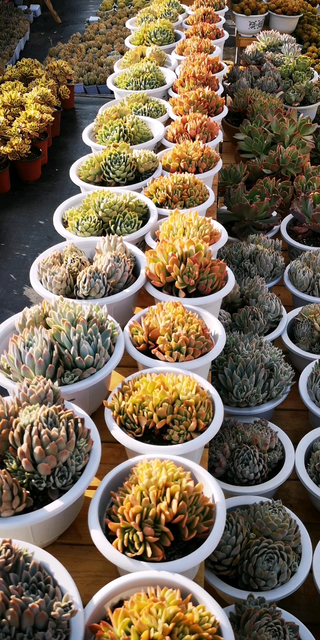 #我的小花园#云南多肉植物 绮罗缀化