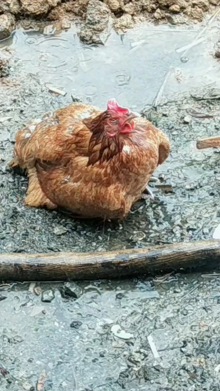 这就是母爱!大雨中小鸡爬不上坎,母鸡用身体为小鸡挡住倾盆大雨!