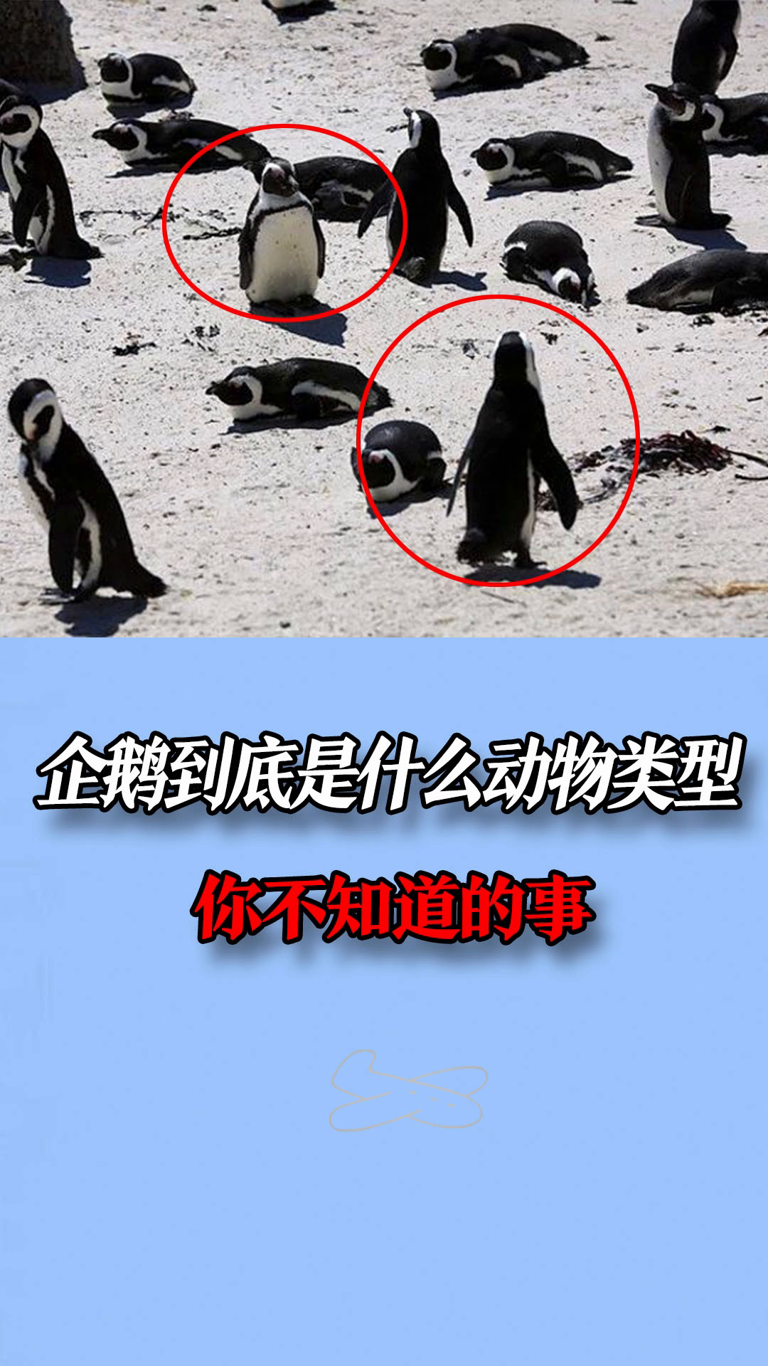 企鹅到底是什么动物类型