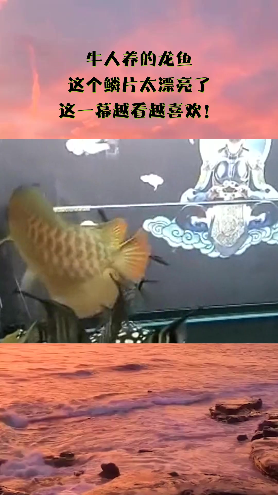 #搞笑#牛人养的龙鱼,这个鳞片太漂亮了,这一幕越看越喜欢!