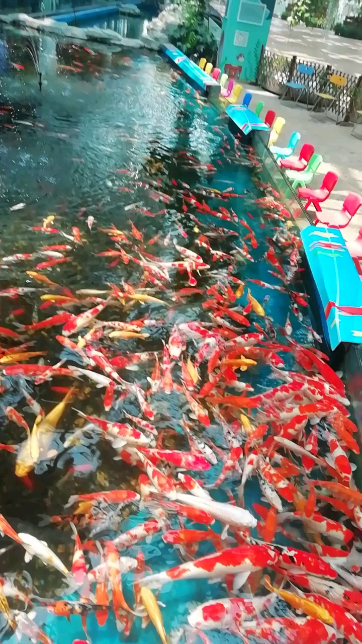 海底世界馆里的金鲤鱼好漂亮。。