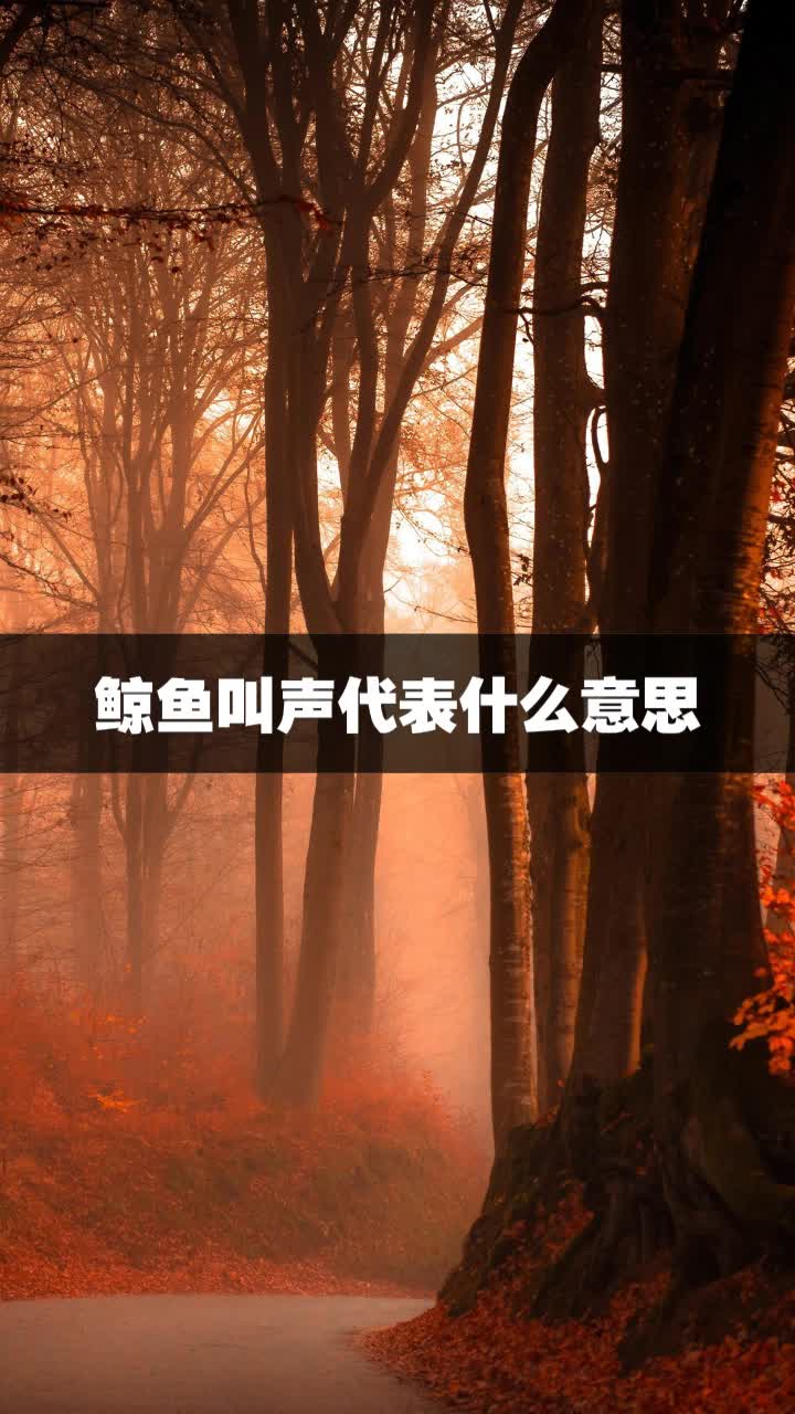 鲸鱼叫声代表什么意思