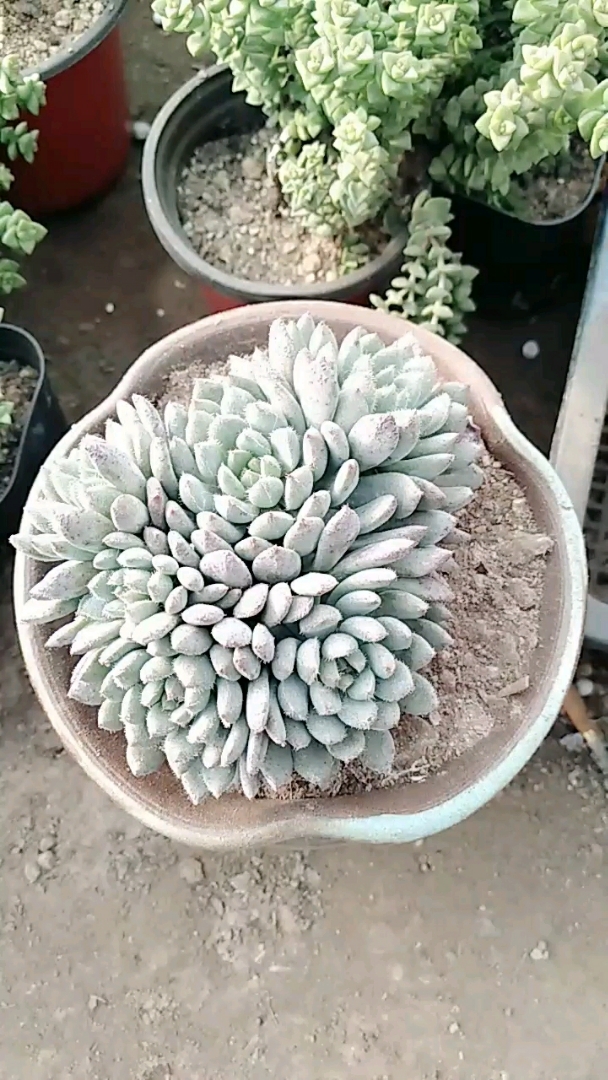 小蓝衣:夏季休眠。关注我,大家一起养多肉。AA15238073577