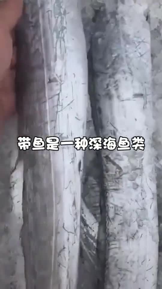 世界上最有骨气的鱼,至今为止没人带活的回来
