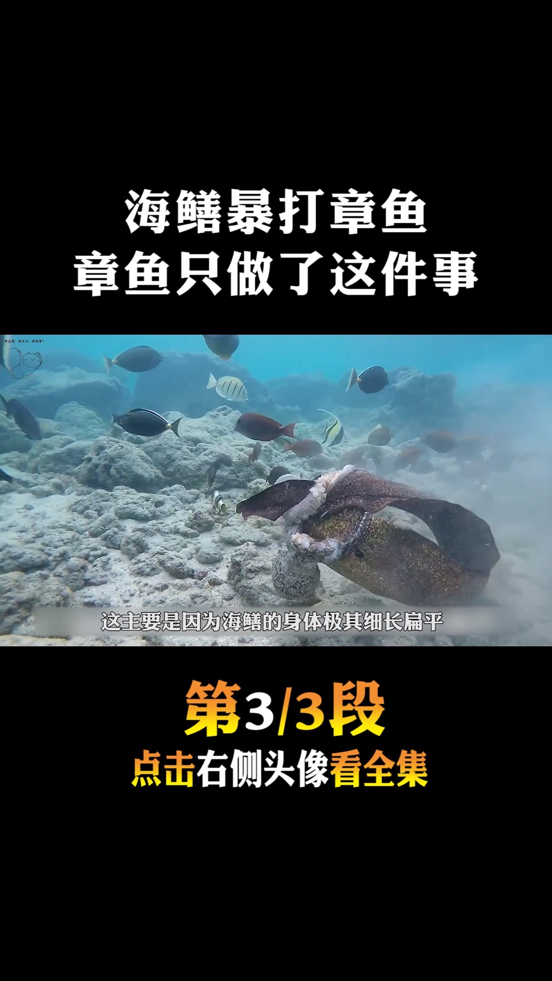 #动物世界#活吞刺豚暴打鲨鱼,把章鱼堵门口一顿暴打,最终犹如死狗一样拖出3