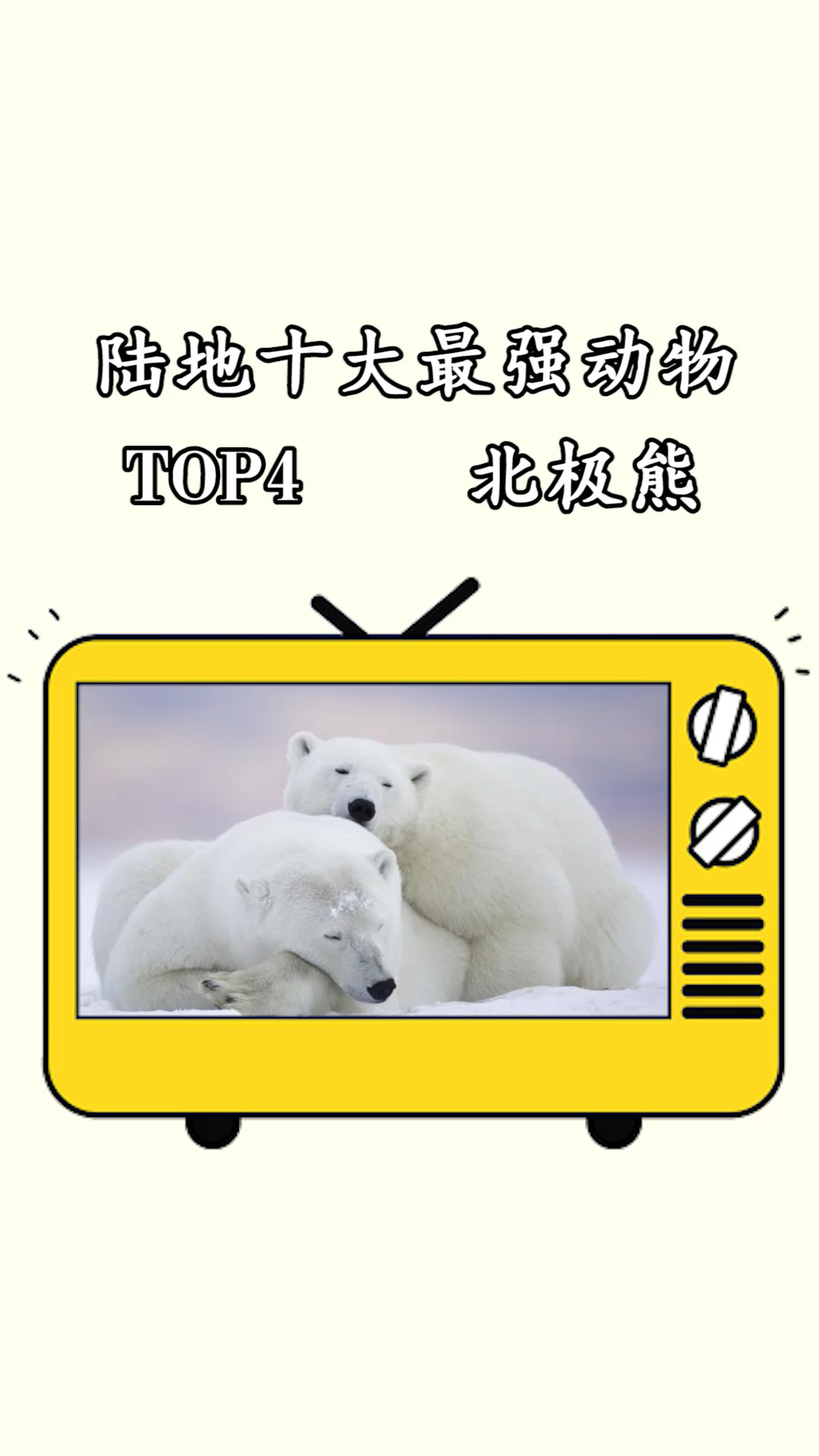 #神奇动物在这里#陆地十大最强生物TOP4北极熊