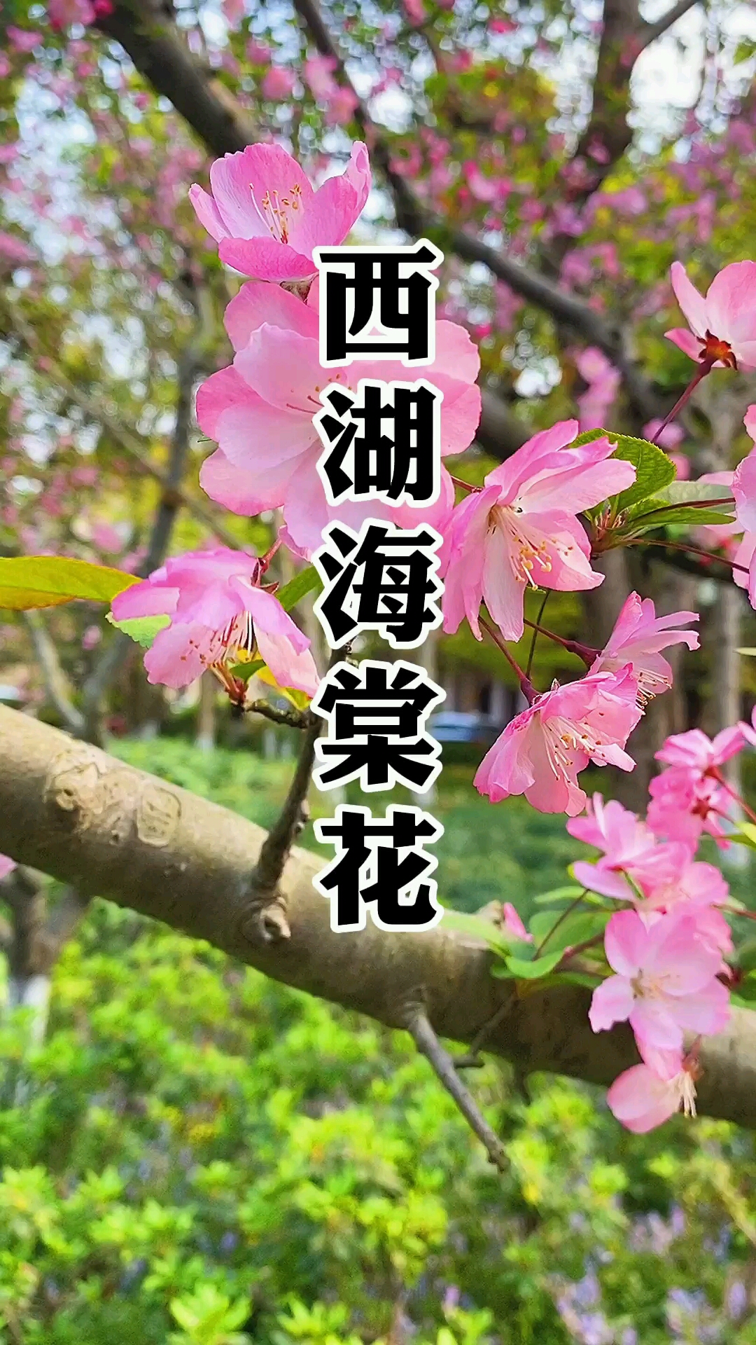 杭州西湖六公园的海棠花盛开了有很大一片#西湖#