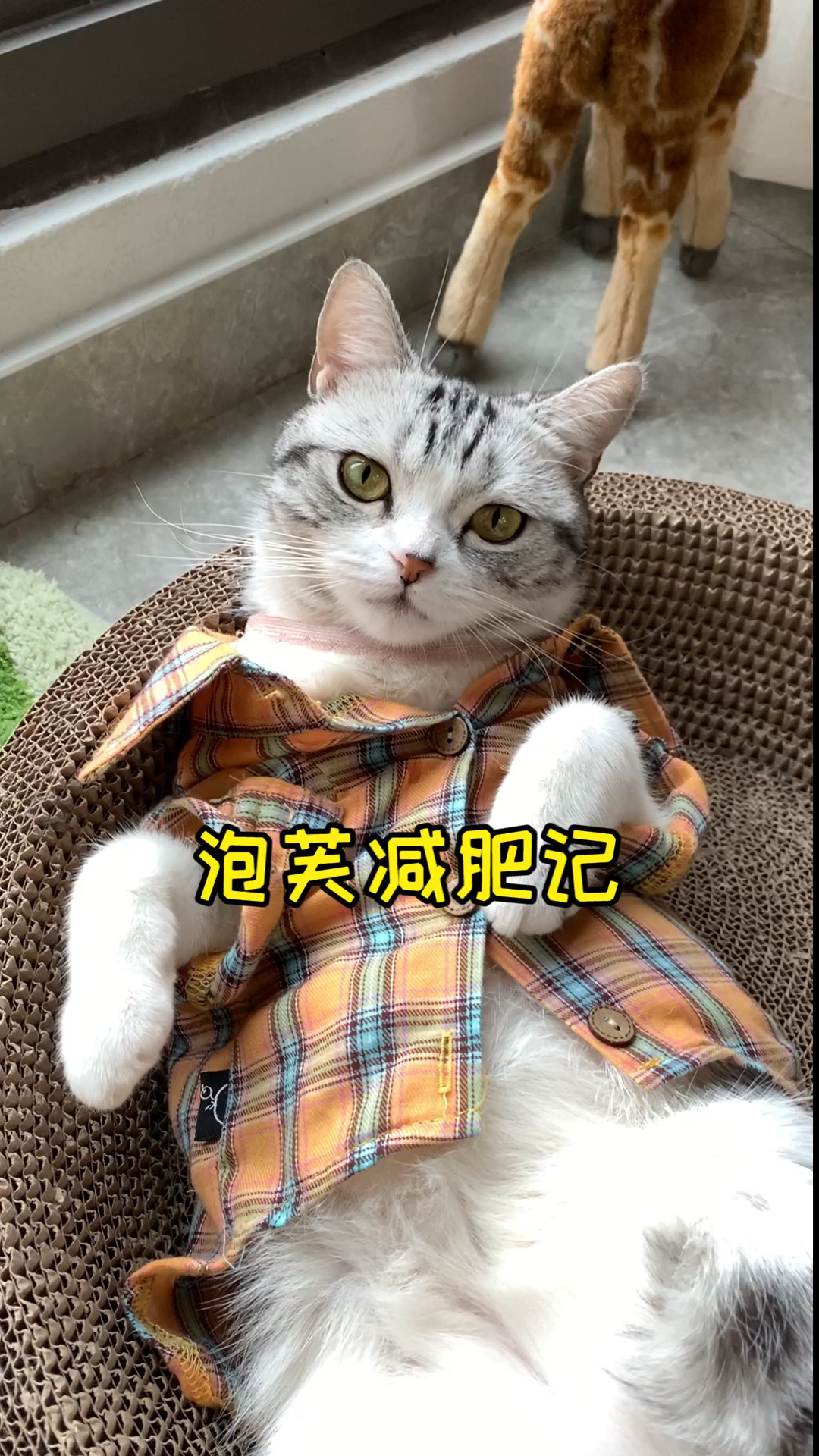 #家有猫咪#要陪泡芙多运动减减肥啦