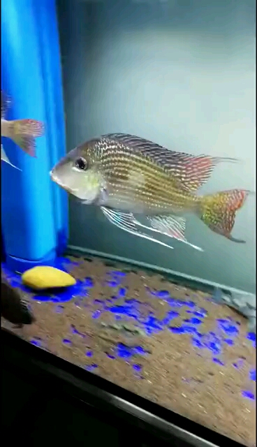 #我家萌宠成精了#红珍珠关刀 喜欢留下你的小红
