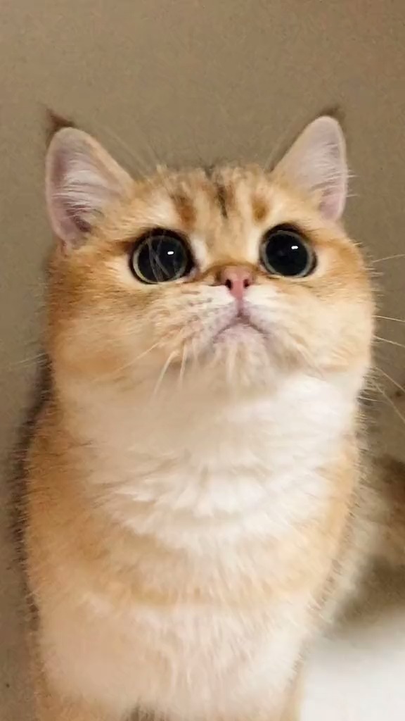 蛋包饭的大眼睛是真实存在的嘛!