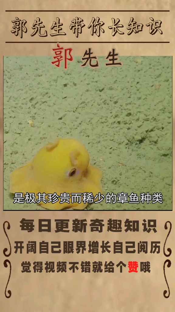 最美的水中生物之小飞象章鱼