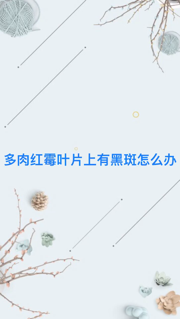 多肉红梅叶片上有黑斑怎么办
