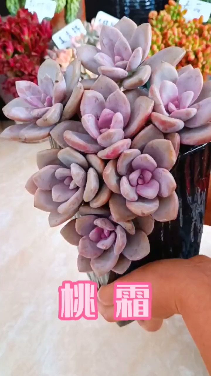 #有一种可爱叫多肉!#爱了爱了!