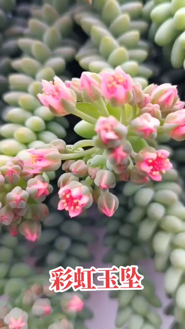 #分享养花经验#彩虹玉坠开花啦!