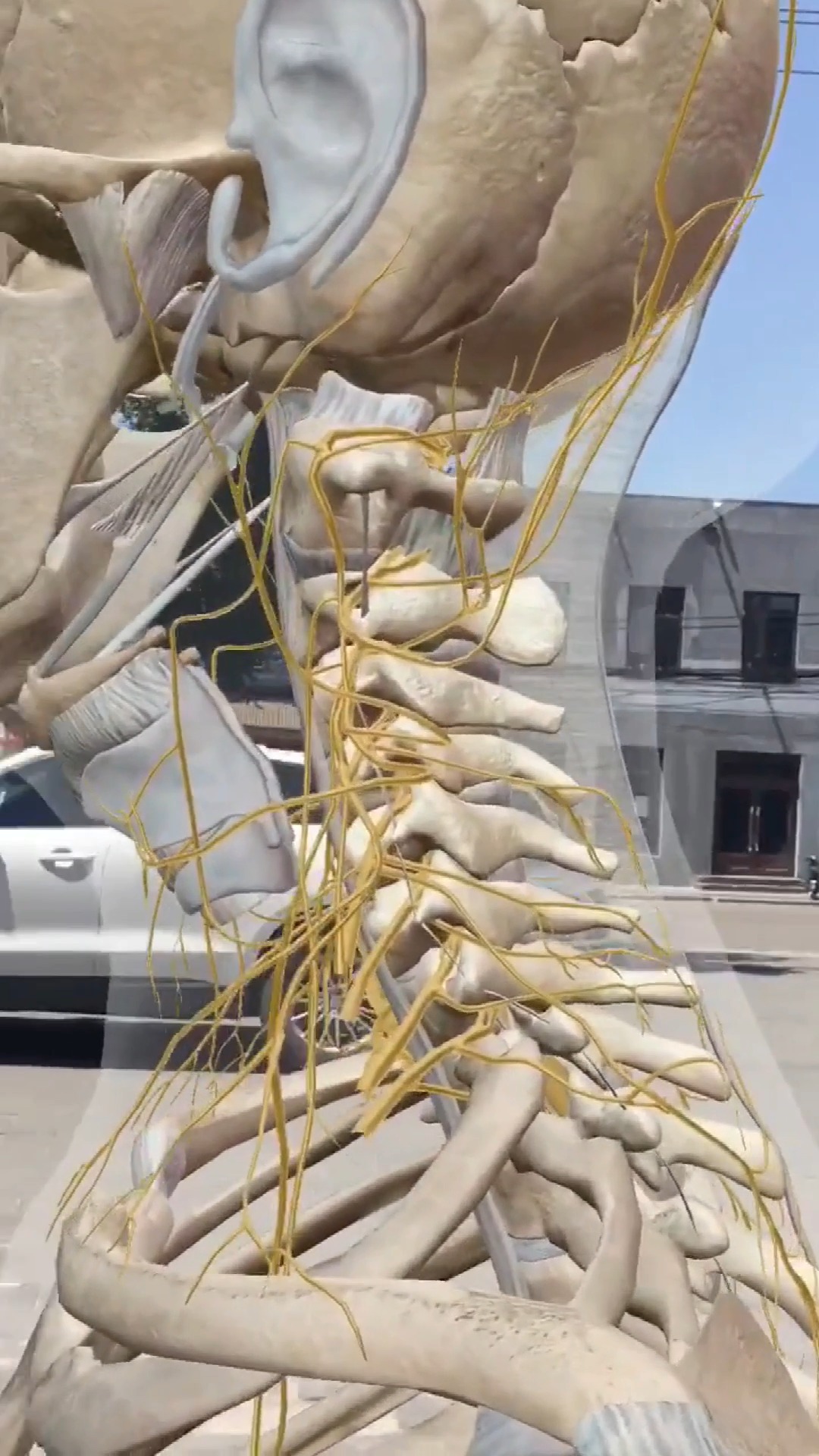 #独竖一知##好知识#颈椎解剖结构